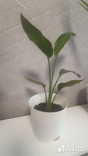 Стрелиция Регина королевская