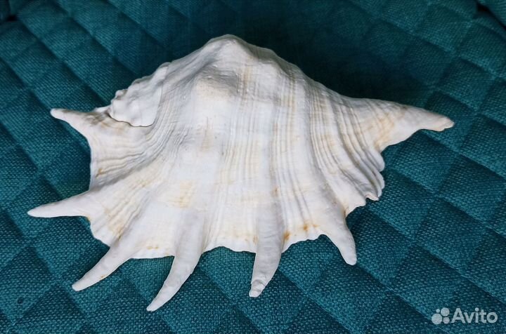 Большая морская раковина