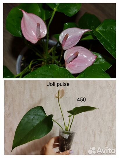 Антуриумы сортовые (мужское счастье)