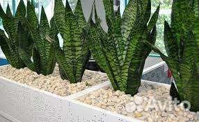 Сансаеверия