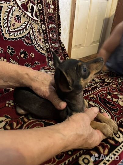 Той-терьер девочка