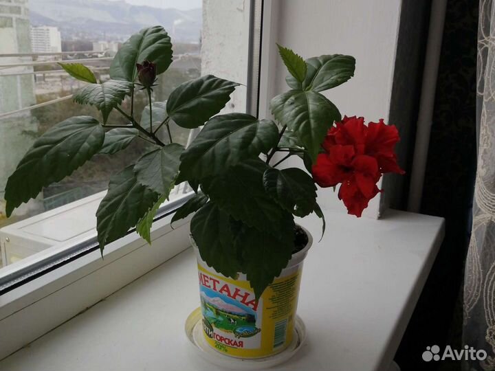 Гибискус китайская роза