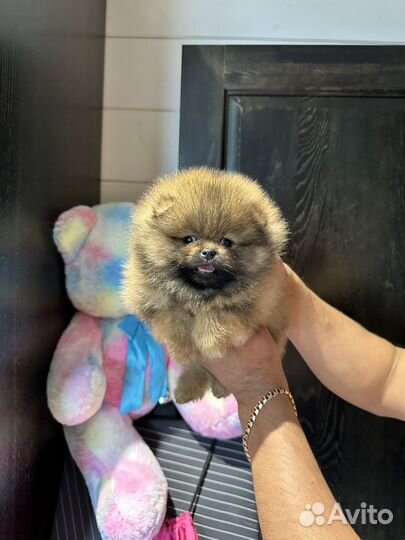 Яркий рыжий соболь медвежонок