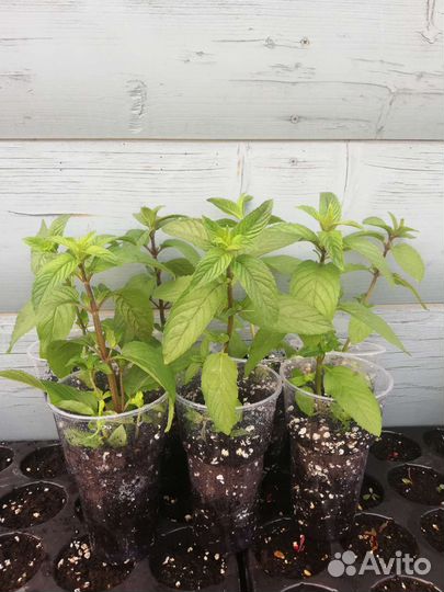 Мята сортовая