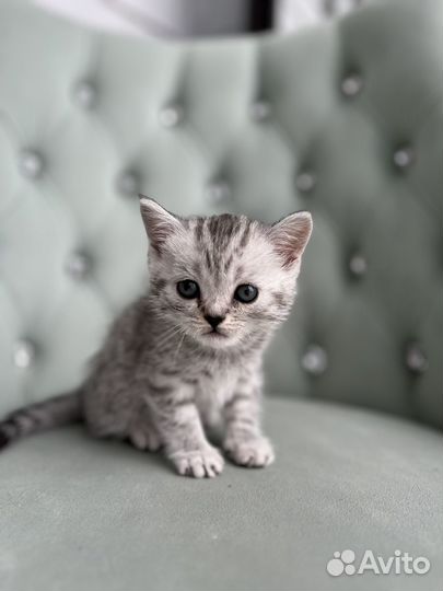 Британские котята
