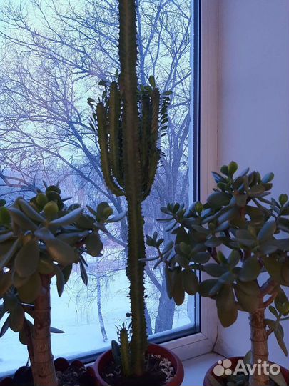 Денежное дерево