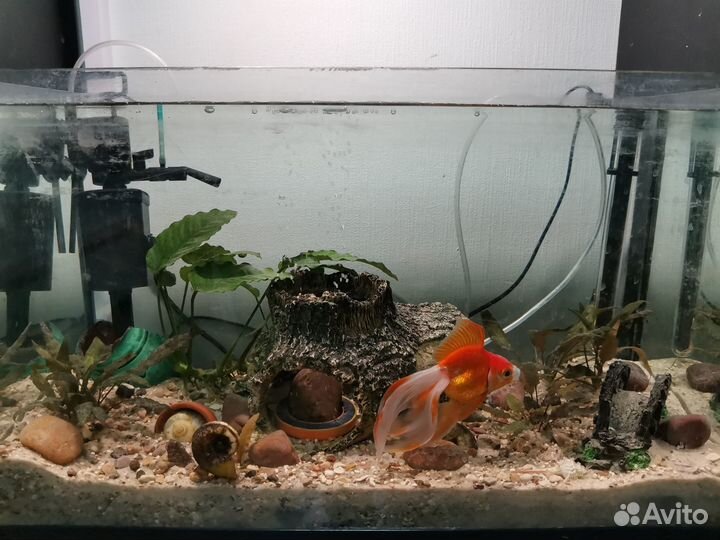 Аквариум с рыбкой