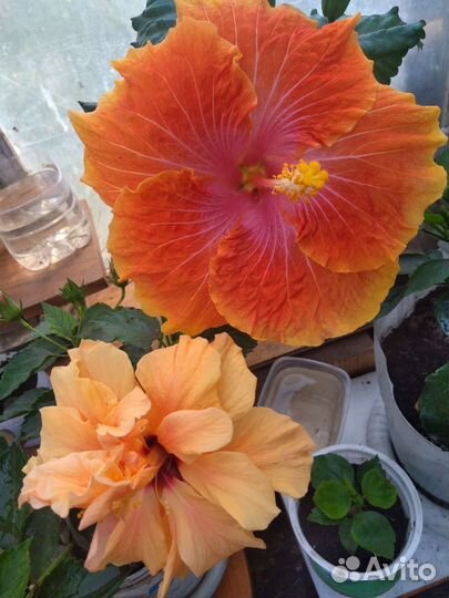 Гибискус Карамельный вихрь