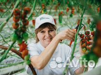 Вахта от 20 смен. Разнорабочие на теплицы