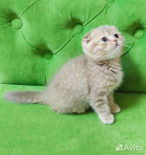 Шотландская