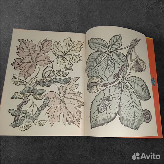 Волшебные картинки.В лесу и в саду