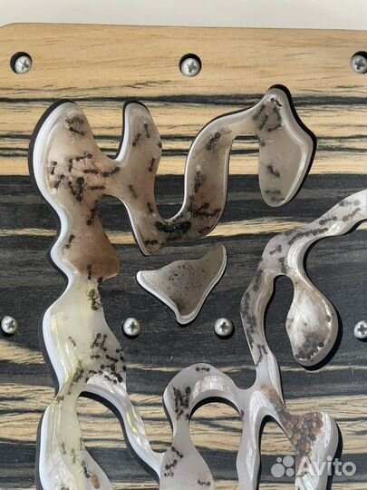 Муровьина ферма