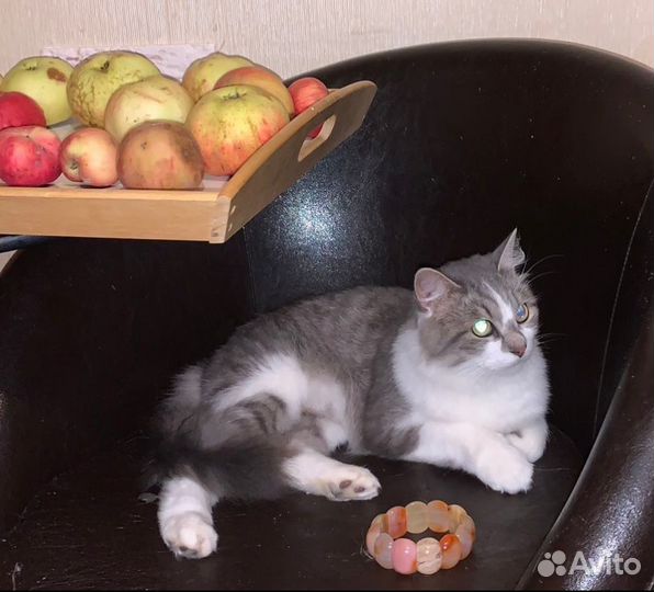 Кот котенок