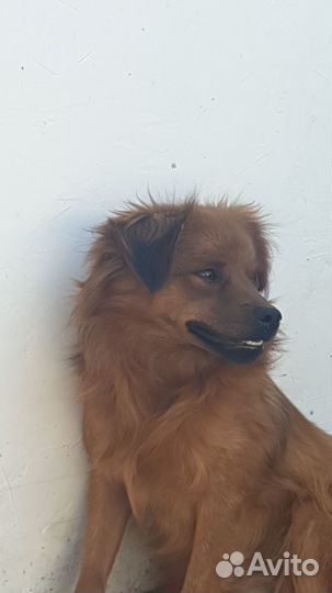 Домашние животные