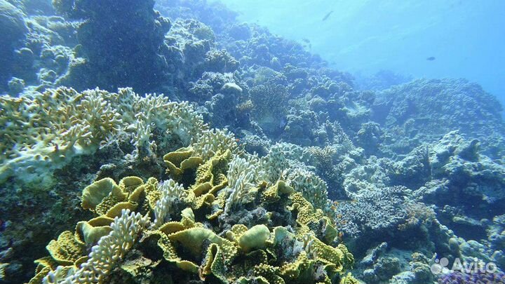 Дайвинг в анапе