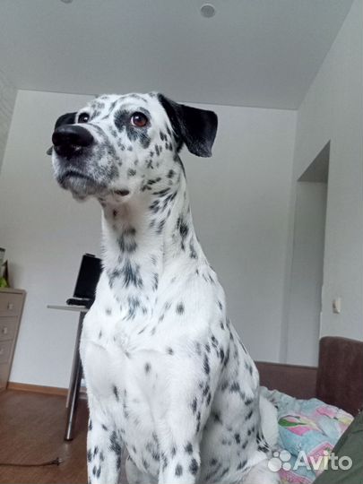 Далматинец