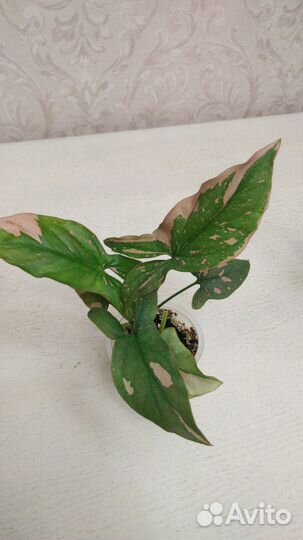 Сингониум Ред спорт