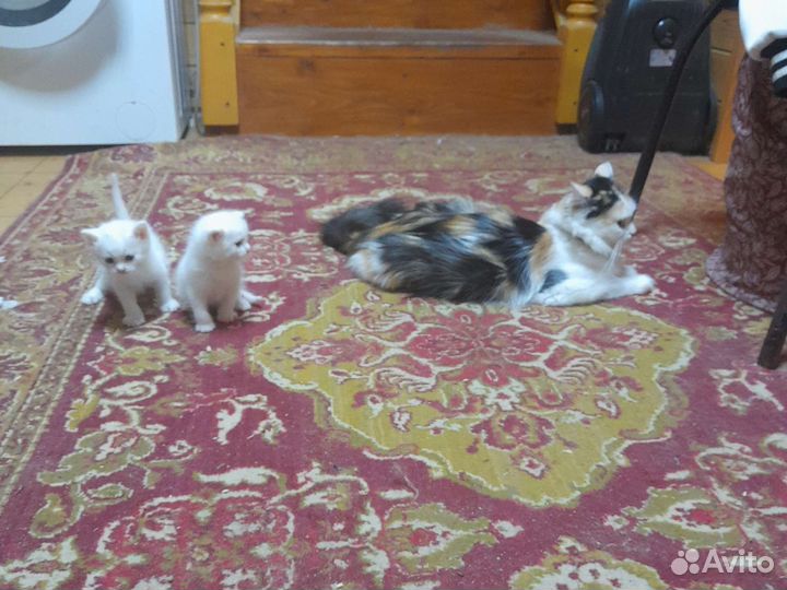 Котята