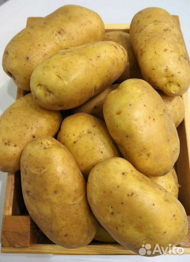 Продам картофель