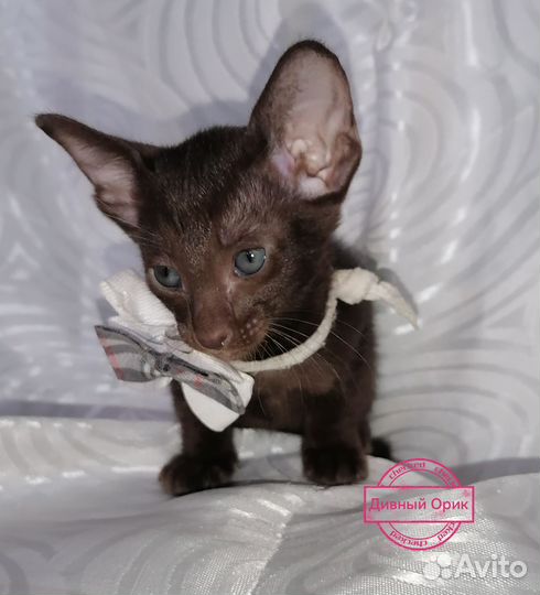 Ориентальные котята