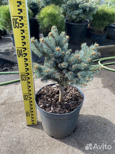Ель глаука глобоза на штамбе