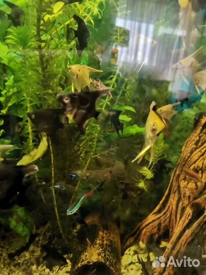 Аквариумные рыбки