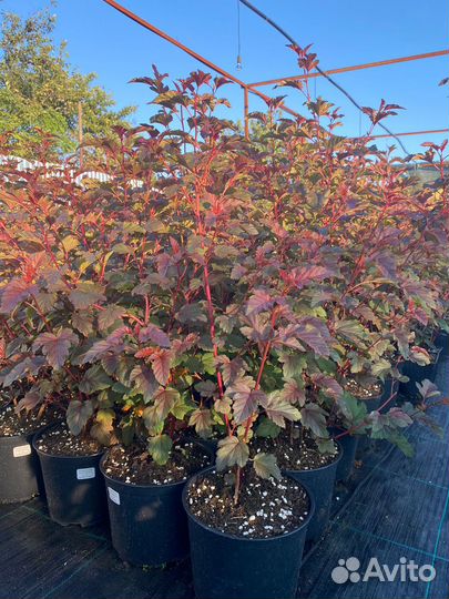 Пузыреплодник Lady in Red