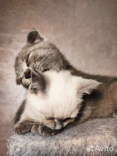 Британские котята