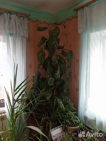 Диффенбахия