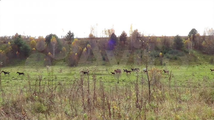 Участок 30 га (СНТ, ДНП)