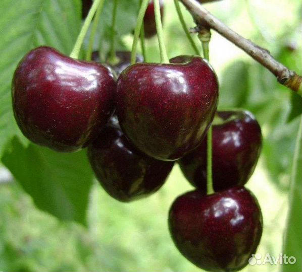 Саженцы черешни