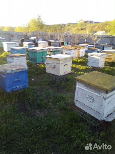 Продам пчелосемьи