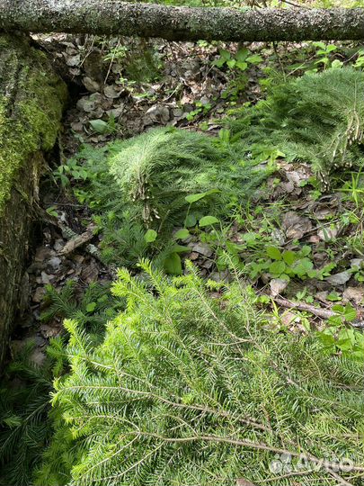 Пихтовые веники для бани