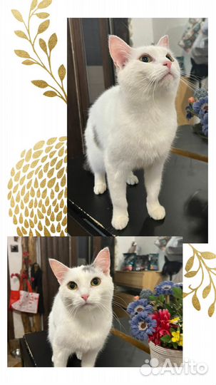 В добрые руки котик