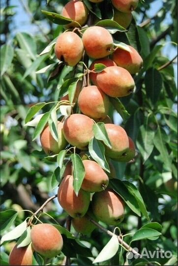 Груша Киргизская