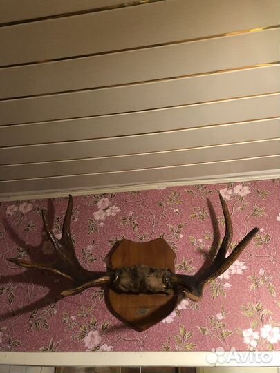 Продам рога лося большие