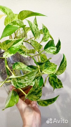 Филодендрон / эпипремнум