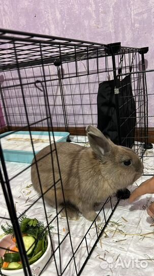 Декоративный кролик с клеткой