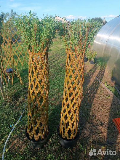 Плетеные деревья из ивы