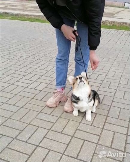 Дрессировка собак, коррекция поведения