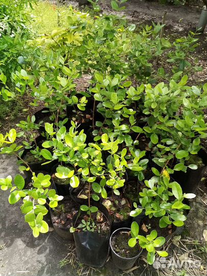 Саженцы экзотических растений и плодовых деревьев