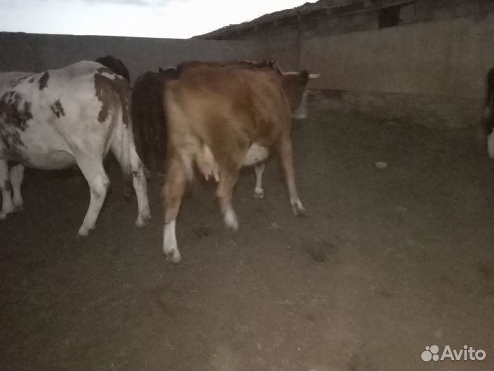 Коровы телята и нетели