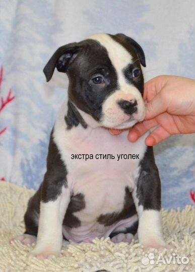 Малышня амстаффа