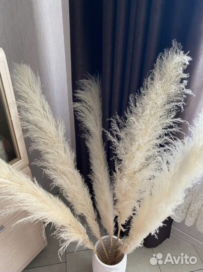 Пампасная трава