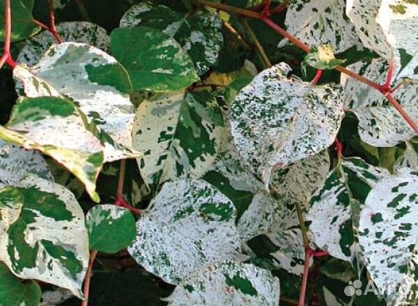 Декоративные многолетники для сада