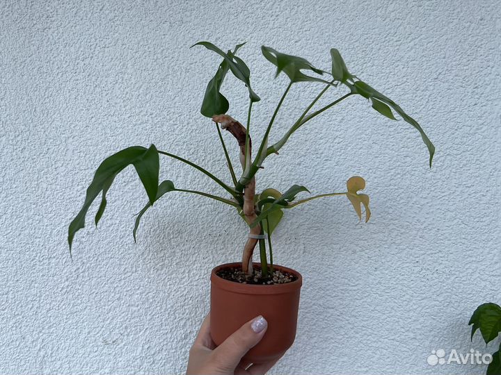 Палка опора для цветов, тотем