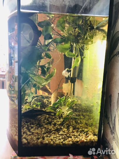 Аквариум с рыбками бу