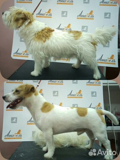 Стрижка котов и собак, тримминг