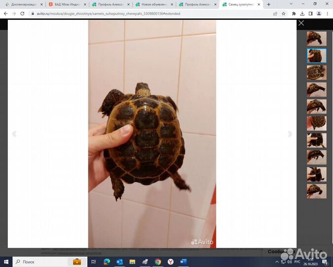 Самец сухопутной черепахи