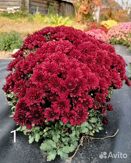 Хризантемы мультифлора черенки